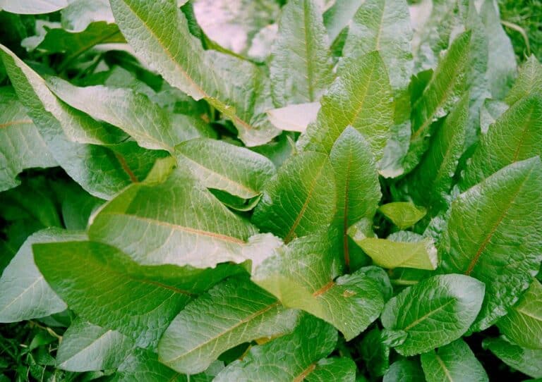 Loại rau có tên như chuột kêu xưa mọc hoang không ai ngó ngàng, nay thành đặc sản "sang chảnh" giá hàng trăm nghìn/kg - 3