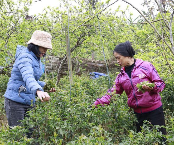 Loại rau mọc dại được xem như "sâm núi", là kho báu của rừng bởi hương vị đặc trưng, giá tới 90.000 đồng/kg - 1