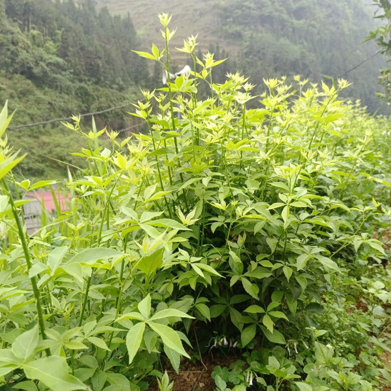 Loại rau mọc dại được xem như "sâm núi", là kho báu của rừng bởi hương vị đặc trưng, giá tới 90.000 đồng/kg - 2