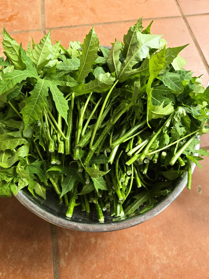 Loại rau giòn ngọt như mì chính nhưng 90% người không biết, đem nấu món gì cũng ngon vì cực gây &#34;nghiện&#34; - 2