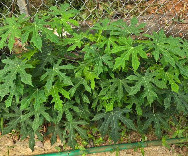 Loại rau giòn ngọt như mì chính nhưng 90% người không biết, đem nấu món gì cũng ngon vì cực gây &#34;nghiện&#34; - 1