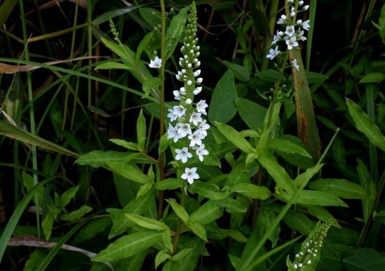 Loại rau tên đẹp như những vì sao lại là rau dại mọc đầy xưa chỉ người nghèo ăn, nay mới biết là vị thuốc quý - 2