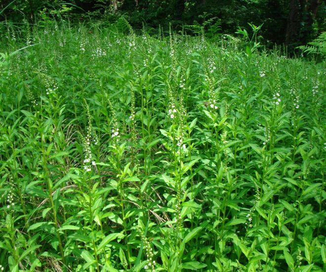 Loại rau tên đẹp như những vì sao lại là rau dại mọc đầy xưa chỉ người nghèo ăn, nay mới biết là vị thuốc quý - 1