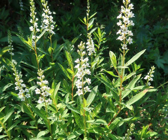 Loại rau tên đẹp như những vì sao lại là rau dại mọc đầy xưa chỉ người nghèo ăn, nay mới biết là vị thuốc quý - 4