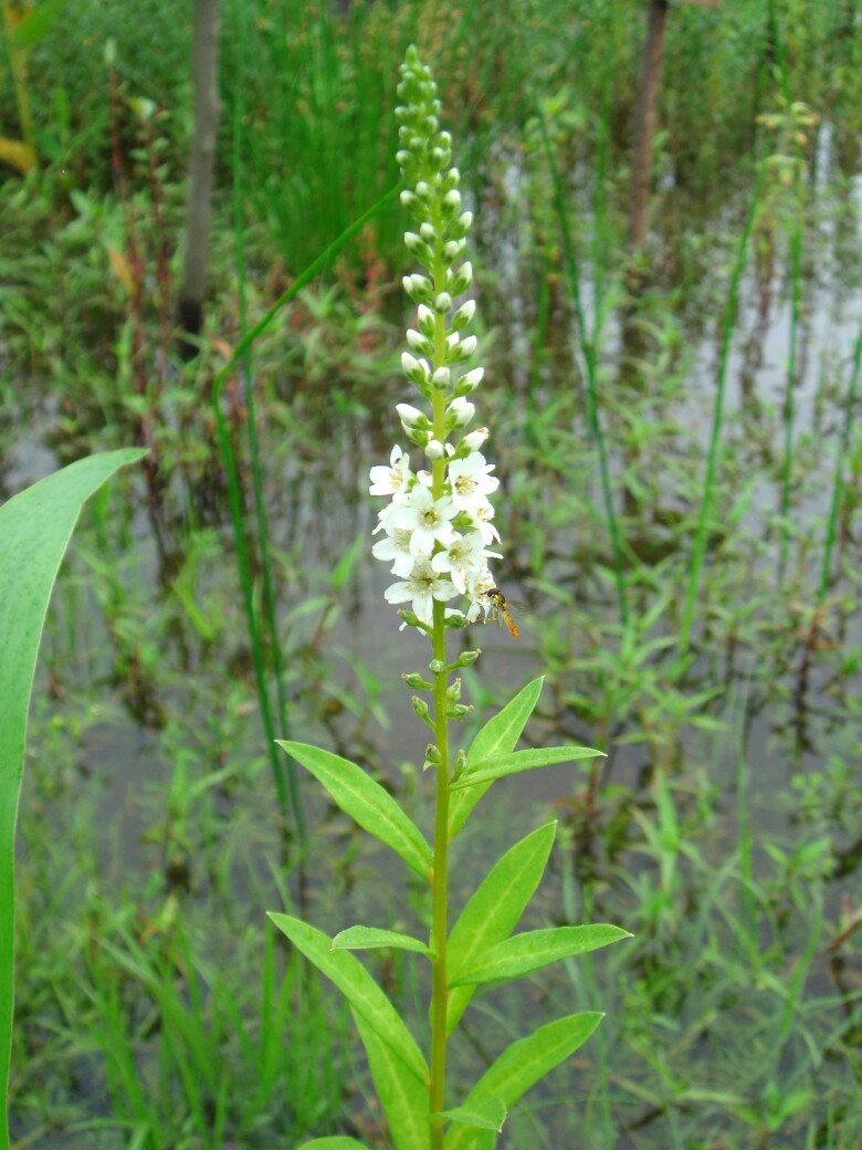 Loại rau tên đẹp như những vì sao lại là rau dại mọc đầy xưa chỉ người nghèo ăn, nay mới biết là vị thuốc quý - 3