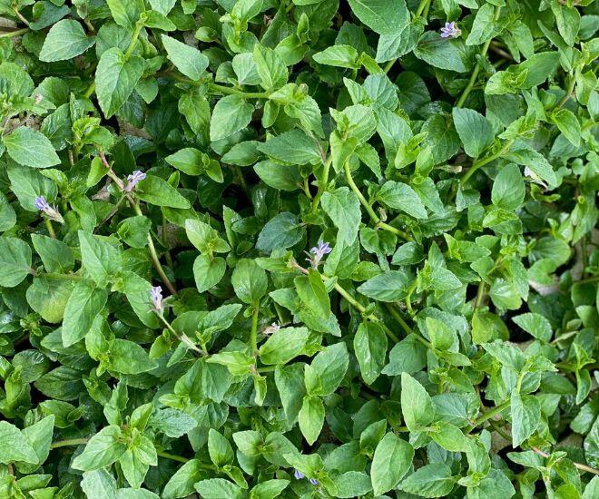 Loại rau xưa bị coi là &#34;rác&#34; nay thành đặc sản chị em thành phố lùng mua, 120.000đ/kg bán vẫn &#34;đắt như tôm tươi&#34; - 1