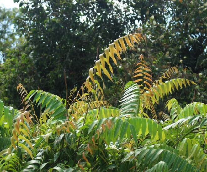 Loại rau xưa mọc dại cho không ai lấy nay thành đặc sản miền Tây xuất hiện trong nhà hàng, ai đến cũng muốn thử - 1