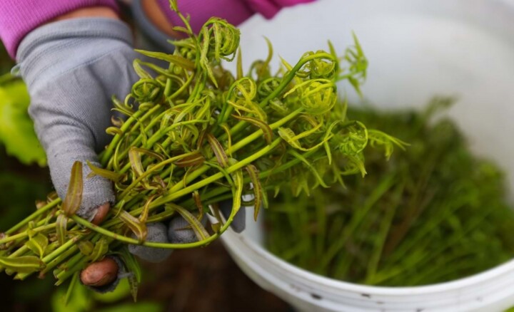 Loại rau xưa mọc dại cho không ai lấy nay thành đặc sản miền Tây xuất hiện trong nhà hàng, ai đến cũng muốn thử - 3