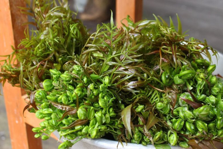 Loại rau xưa mọc dại cho không ai lấy nay thành đặc sản miền Tây xuất hiện trong nhà hàng, ai đến cũng muốn thử - 2