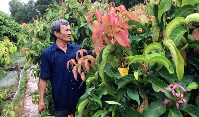 Loại lá tên như ngoài hành tinh lại là đặc sản Tây Ninh, cuốn với bánh tráng thì ngon không gì bằng! - 3