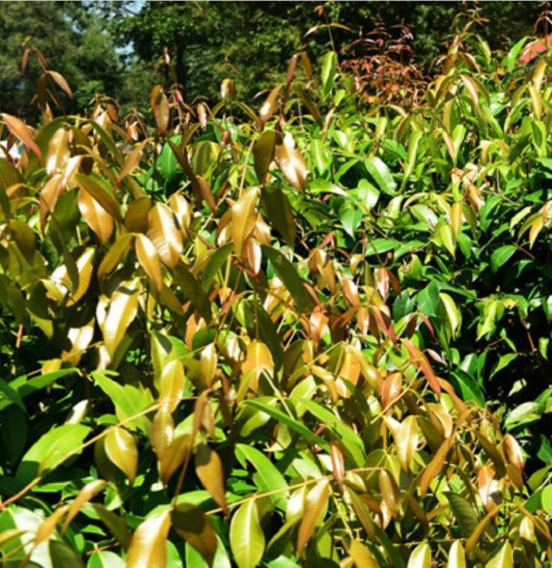 Loại lá tên như ngoài hành tinh lại là đặc sản Tây Ninh, cuốn với bánh tráng thì ngon không gì bằng! - 2