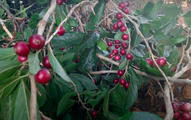 Trái lạ mọc dại trên rừng xưa rụng thối gốc không ai nhặt: Nay thành thức quà tuổi thơ, quả đỏ au nhìn siêu hấp dẫn - 2