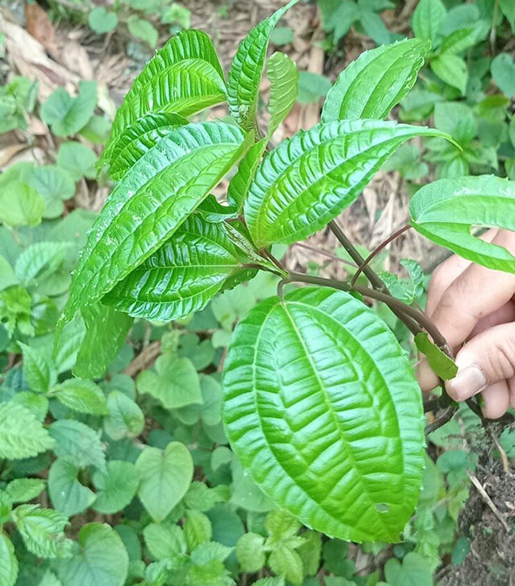 Thứ lá tên đọc "méo cả miệng" xưa mọc đầy rừng không ai hái nay thành đặc sản Lào Cai nhờ mùi thơm lạ hiếm có - 2