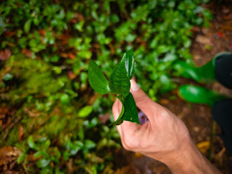 Thứ lá tên đọc "méo cả miệng" xưa mọc đầy rừng không ai hái nay thành đặc sản Lào Cai nhờ mùi thơm lạ hiếm có - 3
