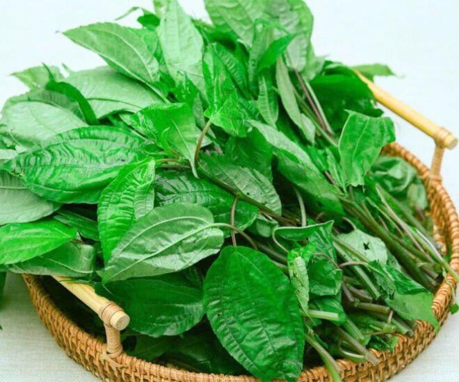 Thứ lá tên đọc "méo cả miệng" xưa mọc đầy rừng không ai hái nay thành đặc sản Lào Cai nhờ mùi thơm lạ hiếm có - 1