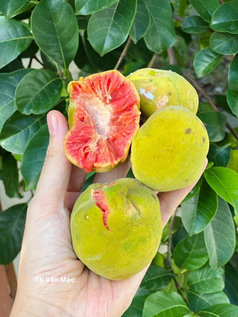 Thứ quả có ruột màu hồng cực xinh xưa đầy ở quê nay thành đặc sản thành phố, giá ngang trái cây nhập khẩu - 4