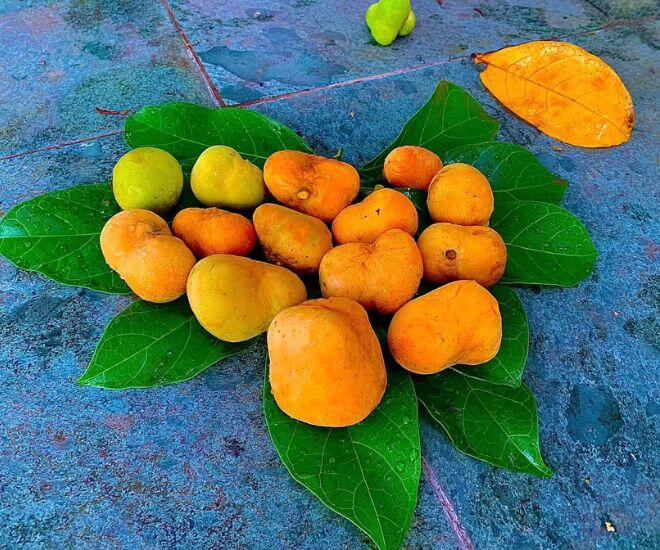 Thứ quả có ruột màu hồng cực xinh xưa đầy ở quê nay thành đặc sản thành phố, giá ngang trái cây nhập khẩu - 1