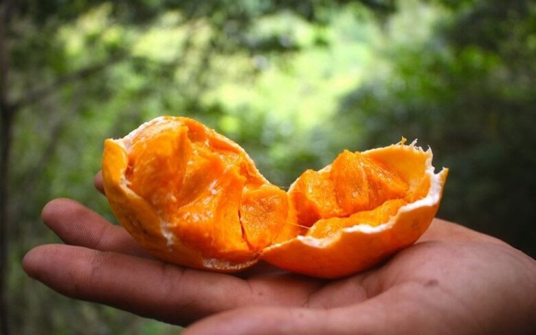 Loại quả xưa rụng thối gốc không ai nhặt, giá rẻ như cho nay thành đặc sản thành phố, 150.000 đồng/kg vẫn "cháy hàng" - 6