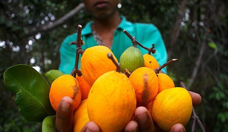 Loại quả xưa rụng thối gốc không ai nhặt, giá rẻ như cho nay thành đặc sản thành phố, 150.000 đồng/kg vẫn "cháy hàng" - 2