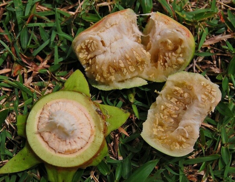 Loại quả nghe tên đã thấy "nghèo khó" là đặc sản chỉ người miền Tây biết, đem nấu món gì cũng ngon tuyệt đỉnh - 2