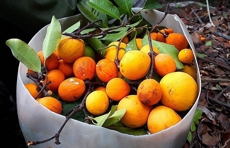 Loại quả xưa rụng thối gốc không ai nhặt, giá rẻ như cho nay thành đặc sản thành phố, 150.000 đồng/kg vẫn "cháy hàng" - 3