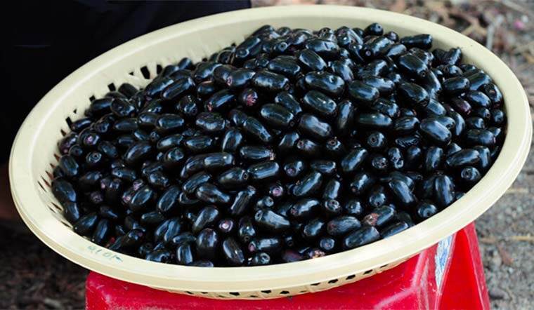 Quả mọc dại trên rừng trông đẹp như nho, ăn vào miệng đen xì mà càng ăn càng "cuốn", bán đến 130.000đ/kg chị em vẫn lùng mua - 4