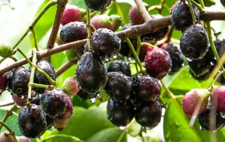 Quả mọc dại trên rừng trông đẹp như nho, ăn vào miệng đen xì mà càng ăn càng "cuốn", bán đến 130.000đ/kg chị em vẫn lùng mua - 3