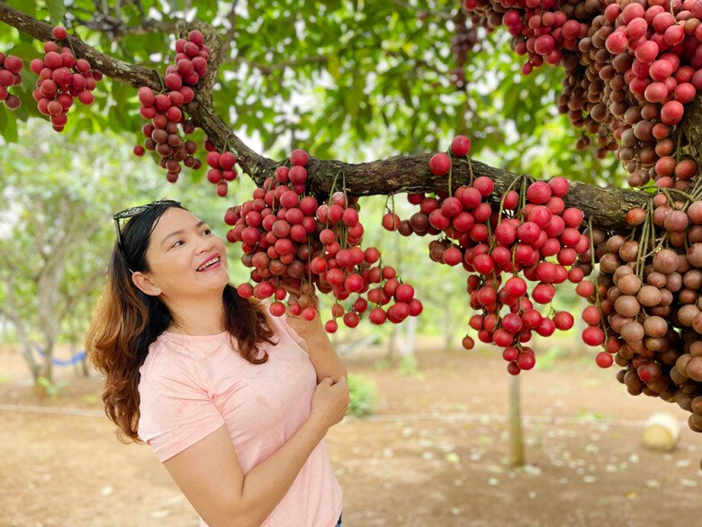 Loại quả màu đỏ mọc chi chít từ cành xuống thân là đặc sản Đắk Lắk, vị ngon ngọt ai ăn một lần là &#34;nghiện&#34; - 4