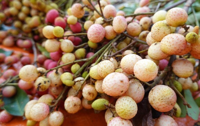 Thứ quả xưa chín đỏ au khắp rừng không ai thèm hái, nay thành đặc sản chị em nhìn đã &#34;rớt nước miếng&#34; - 3