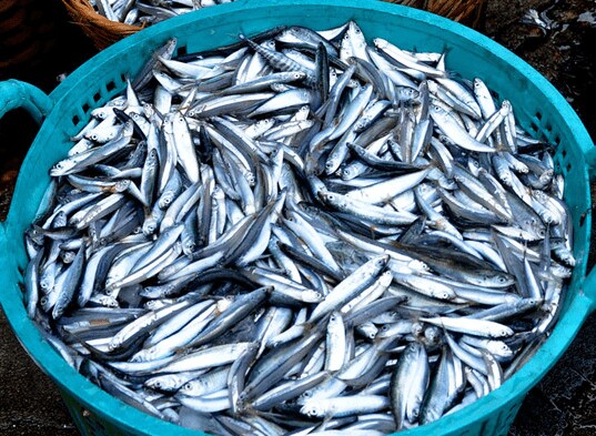 3 loại cá biển Việt Nam bổ dưỡng không kém cá hồi, giá thành còn rẻ, có thể tìm mua đầy ở chợ - 3