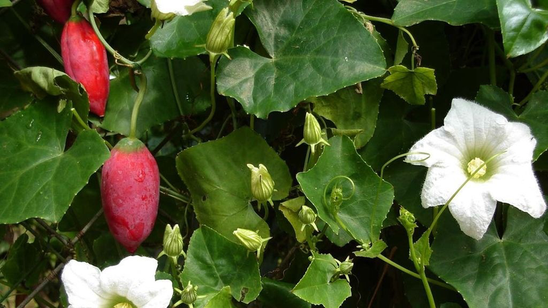 Cây dại ở quê leo đầy hàng rào, lá ngắt làm rau, quả ăn ngon ngọt như cà chua được coi là “đặc sản” - 1