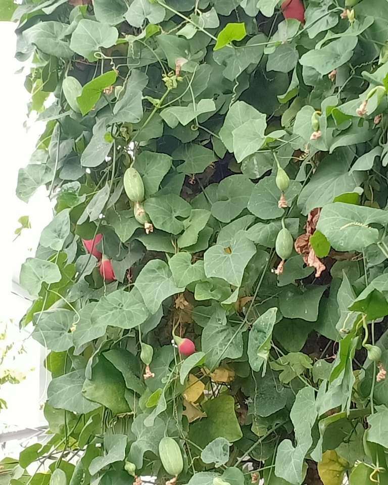 Cây dại ở quê leo đầy hàng rào, lá ngắt làm rau, quả ăn ngon ngọt như cà chua được coi là “đặc sản” - 2