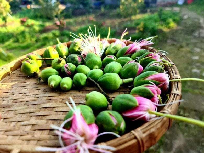 Loài cây mọc dại ven sông thành đặc sản mang đậm hồn quê miền Tây, ai ăn một lần cũng nhớ mãi - 1