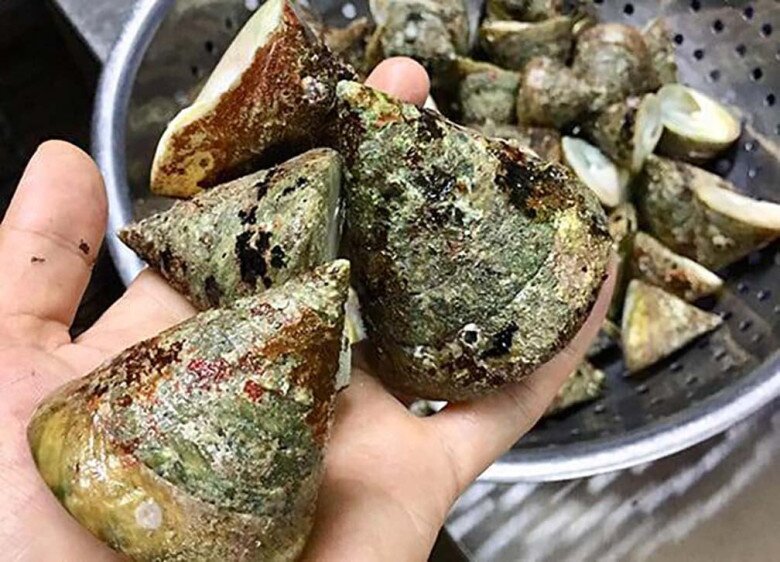 Loài ốc nghe tên giống một bộ phận nhạy cảm, lại là đặc sản ngon ngọt hiếm hơn cả bào ngư - 3