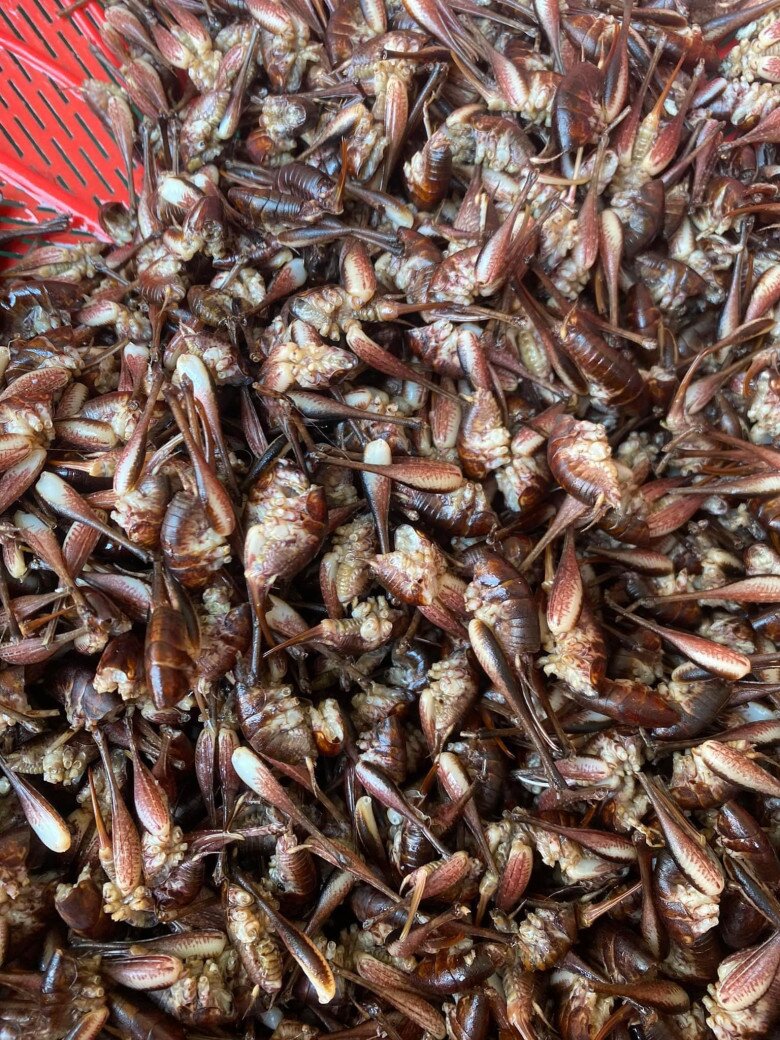 Loài tôm kỳ lạ leo trên cây ở Lạng Sơn, được dân sành ăn coi như đặc sản khen nức nở, nửa triệu đồng mỗi ký vẫn tìm mua - 1