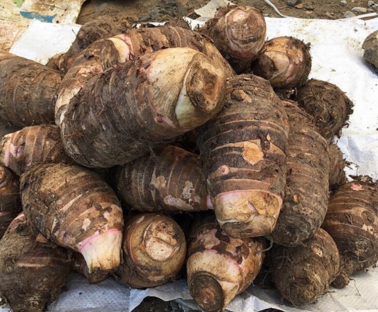 &#34;Lộc trời&#34; xưa chẳng ai ăn ở Mộc Châu, nay thành đặc sản dân thành phố lùng mua, giá đến 120.000 đồng/kg - 1