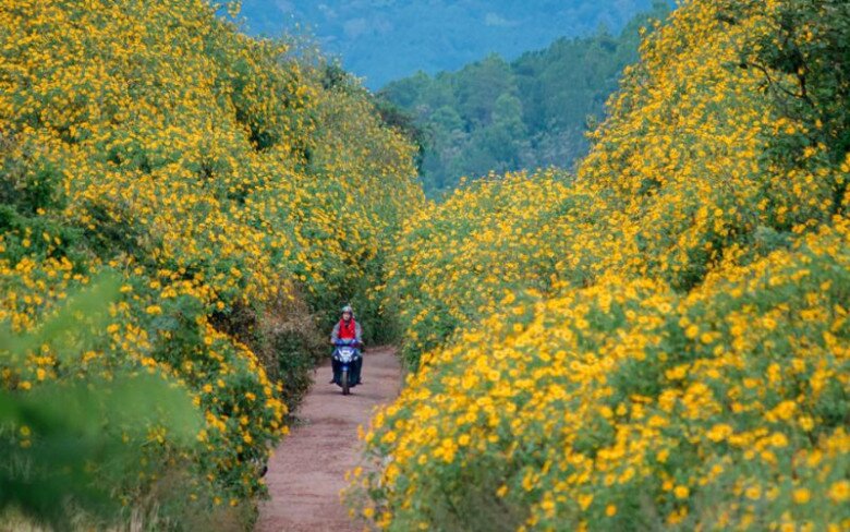 Tháng 11 Đà Lạt vào mùa đẹp nhất năm: Cả thành phố rực rỡ màu hoa dã quỳ, hồng và sương sớm - 2