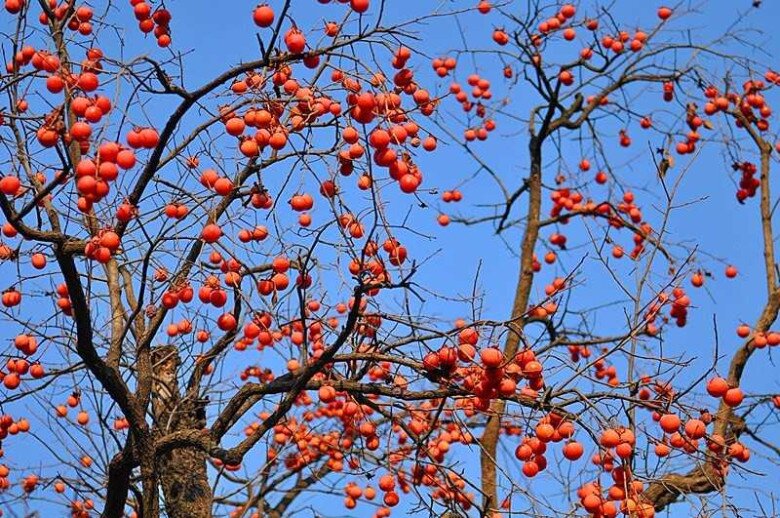Tháng 11 Đà Lạt vào mùa đẹp nhất năm: Cả thành phố rực rỡ màu hoa dã quỳ, hồng và sương sớm - 3
