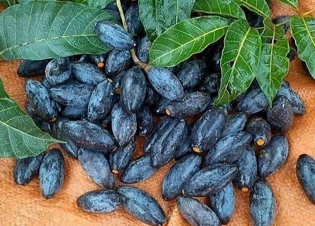 Thứ quả xưa rụng đầy gốc bị chê “hăng” nay thành đặc sản mùa thu gợi nhớ tuổi thơ, có giá từ 100.000 - 150.000 đồng - 1