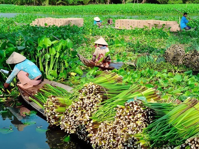 Nghề lạ ở Việt Nam: Nông dân kiếm tiền triệu nhờ thứ tưởng bỏ đi, tới mùa thu hoạch là xuất hiện đầy đường