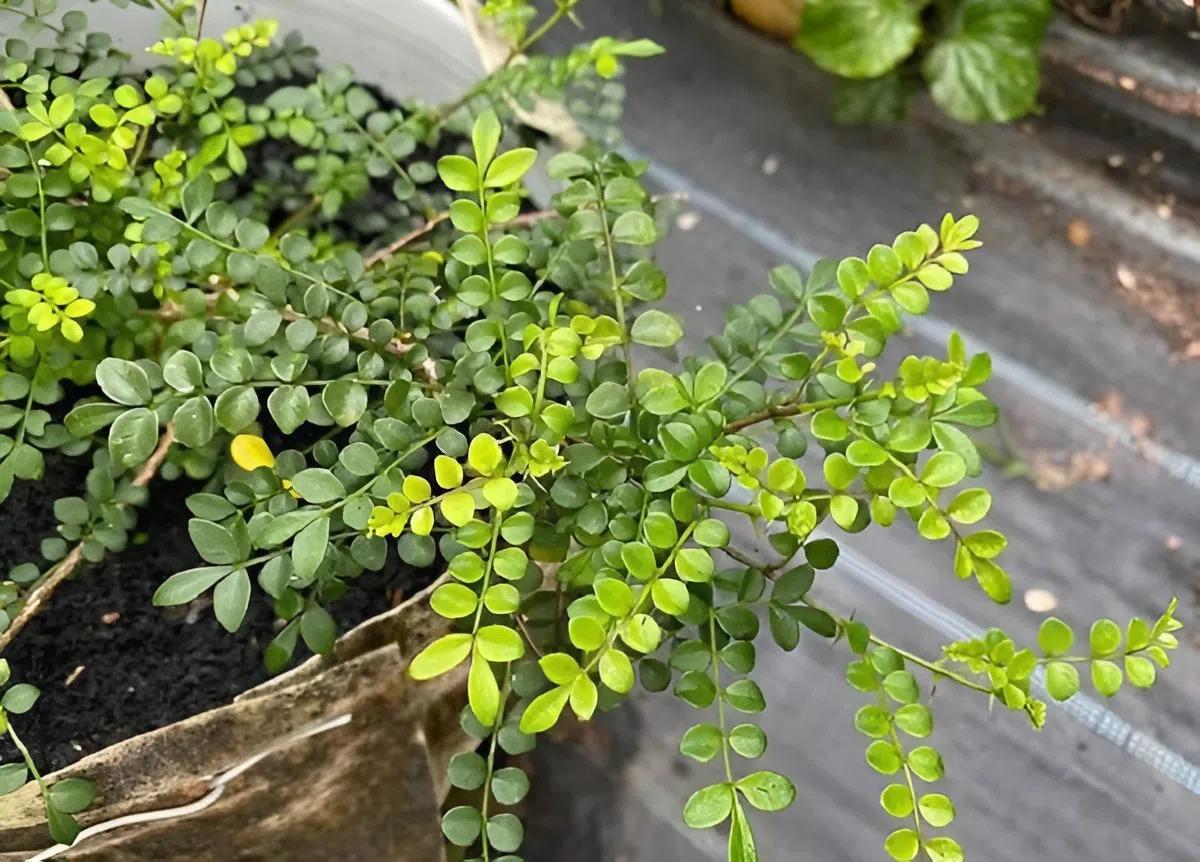 Nghề lạ ở Việt Nam: Cây mọc dại bìa rừng, xưa không ai ngó ngàng nay đem về vườn trồng giúp nông dân &#34;đổi đời&#34; - 2