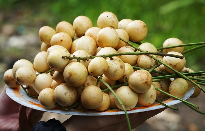 Loại quả xưa rụng đầy gốc không ai ngó ngàng, nay lên đời thành đặc sản miền Tây dân thành phố thích mê, 30.000 đồng/kg - 3