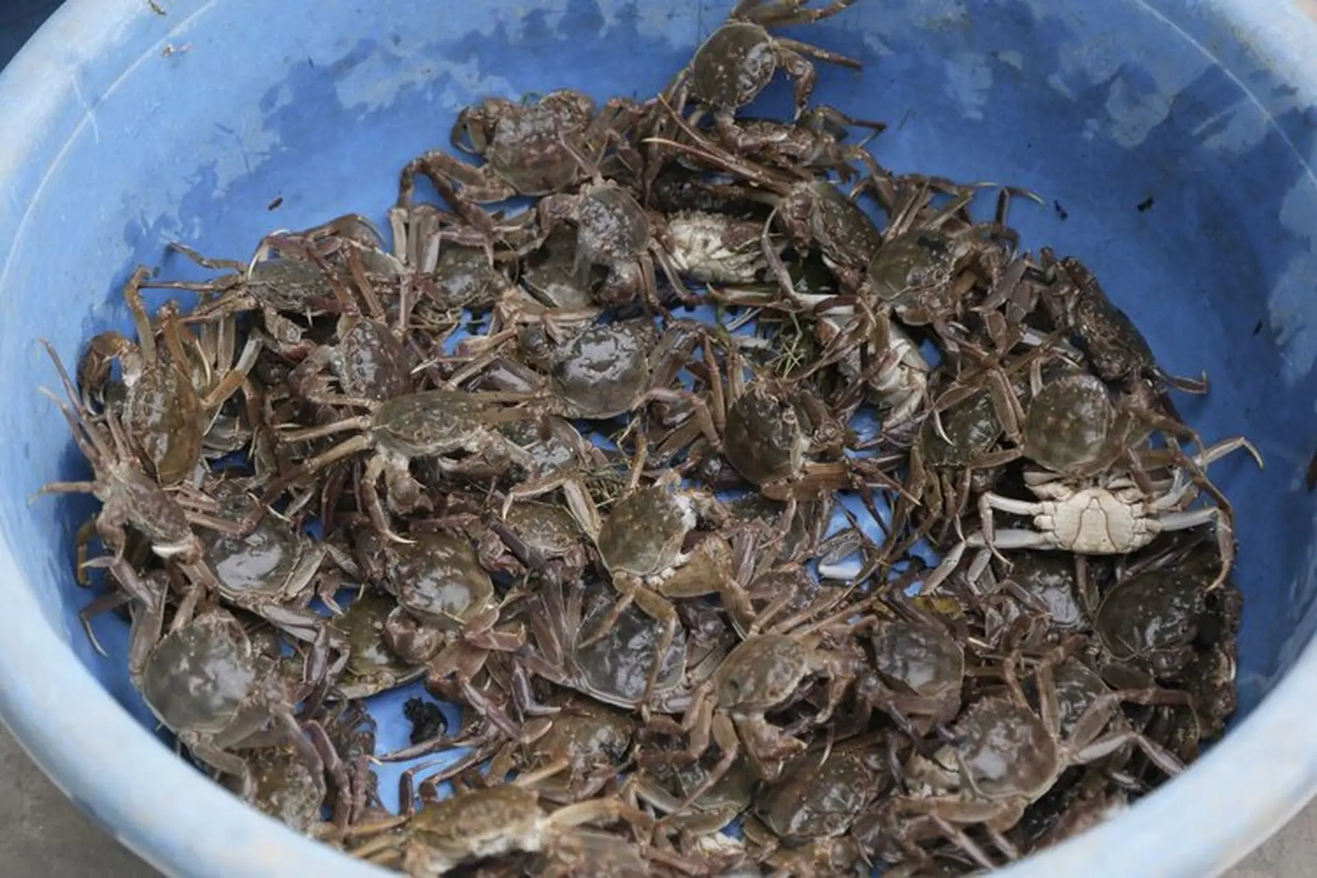 Đặc sản vùng nước lợ được ví như “lộc trời”, giá đắt đến 200.000 đồng/kg vẫn được người dân săn lùng tìm mua - 2