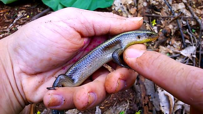 Nghề lạ ở Việt Nam: Nuôi loài vật có vẻ ngoài nhìn “rợn tóc gáy” 6 tháng là xuất bán, nhiều nông dân vươn lên làm giàu - 3
