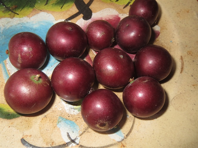 Loại quả xưa không ai ngó ngàng, nay lên đời thành đặc sản được dân thành phố ưa chuộng, bán 80.000 đồng/kg - 4