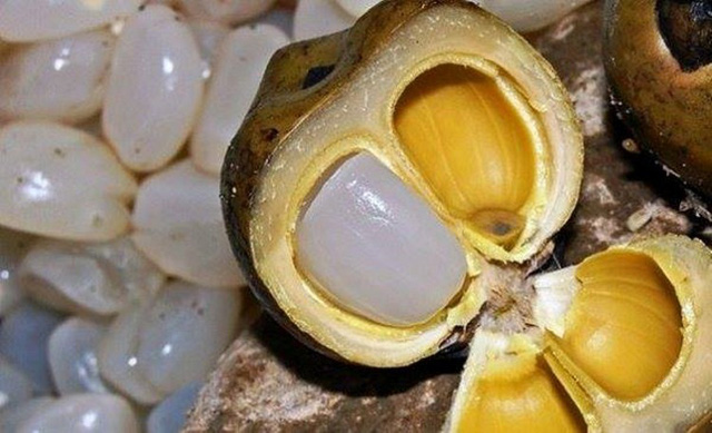 Loại hạt xưa rụng đầy vườn không ai ăn, giờ thành đặc sản được ưa chuộng, 200.000 đồng/kg vẫn cháy hàng - 2