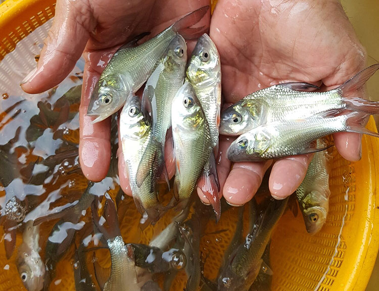 Nghề lạ ở Việt Nam: Nuôi loài cá ngoại cỡ, cầm 1 tay không xuể, nông dân thu lãi đậm, giá bán gần 500.000 đồng/kg - 3