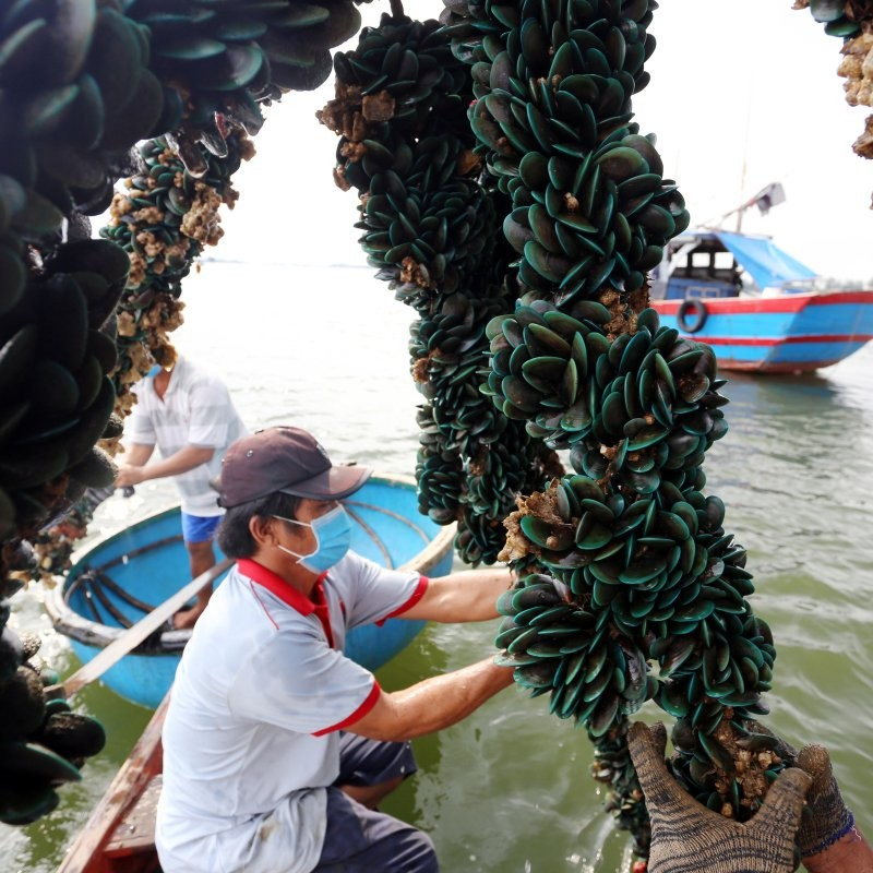 Nuôi con ví như “lộc trời”, chỉ cần một sợi dây, chẳng tốn công chăm sóc, sau 8 tháng giúp người dân vùng biển hốt bạc - 2