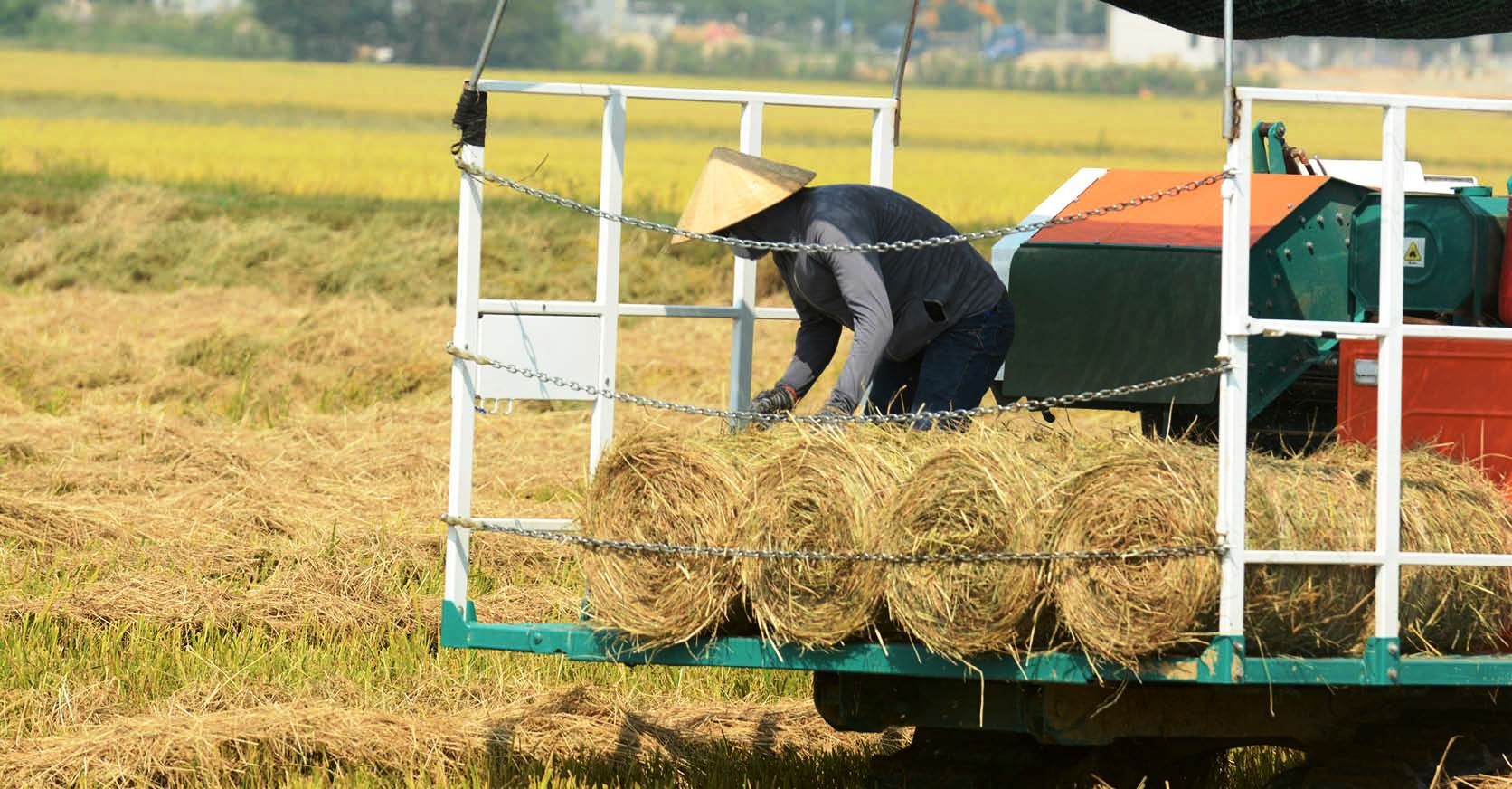 Nghề lạ ở Việt Nam: Đến mùa gặt tranh thủ gom thứ từng bị vứt bỏ, nay lên đời thành "vàng mềm" giúp nông dân làm giàu - 3