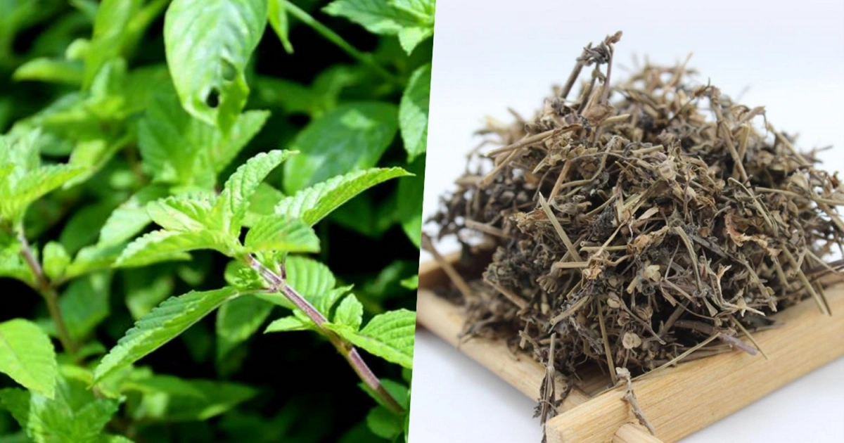 Loại cây được ví là "vàng đen", từng mọc hoang khắp nơi giờ trồng 4 tháng cho thu hoạch, nông dân thu lãi đậm - 2